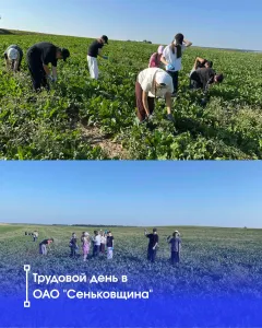 Трудовая практика в ОАО Сеньковщина 17.07.26